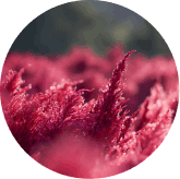 Astaxanthin