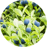 Bilberry Extract
