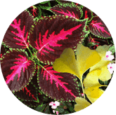 Ginkgo Biloba & Coleus Forskohlii