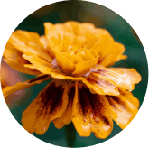 Lutein & Zeaxanthin (from Marigold)
